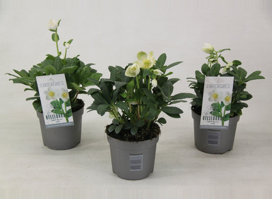 Helleborus nig. Mon Blanc 24cm 13cm Pot