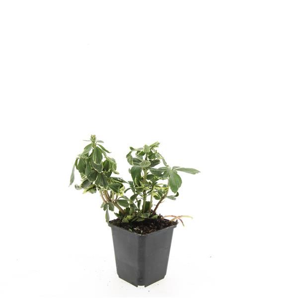 Pachysandra term. Variegata 10cm 9cm Pot