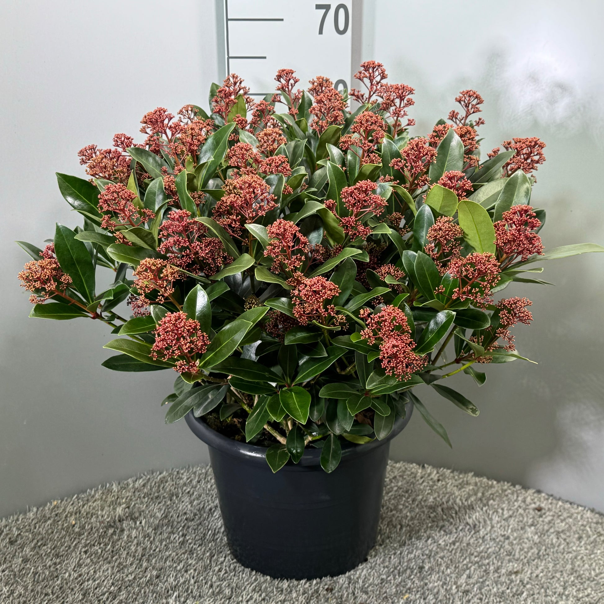 Skimmia japonica Rubella 65cm 31cm Pot