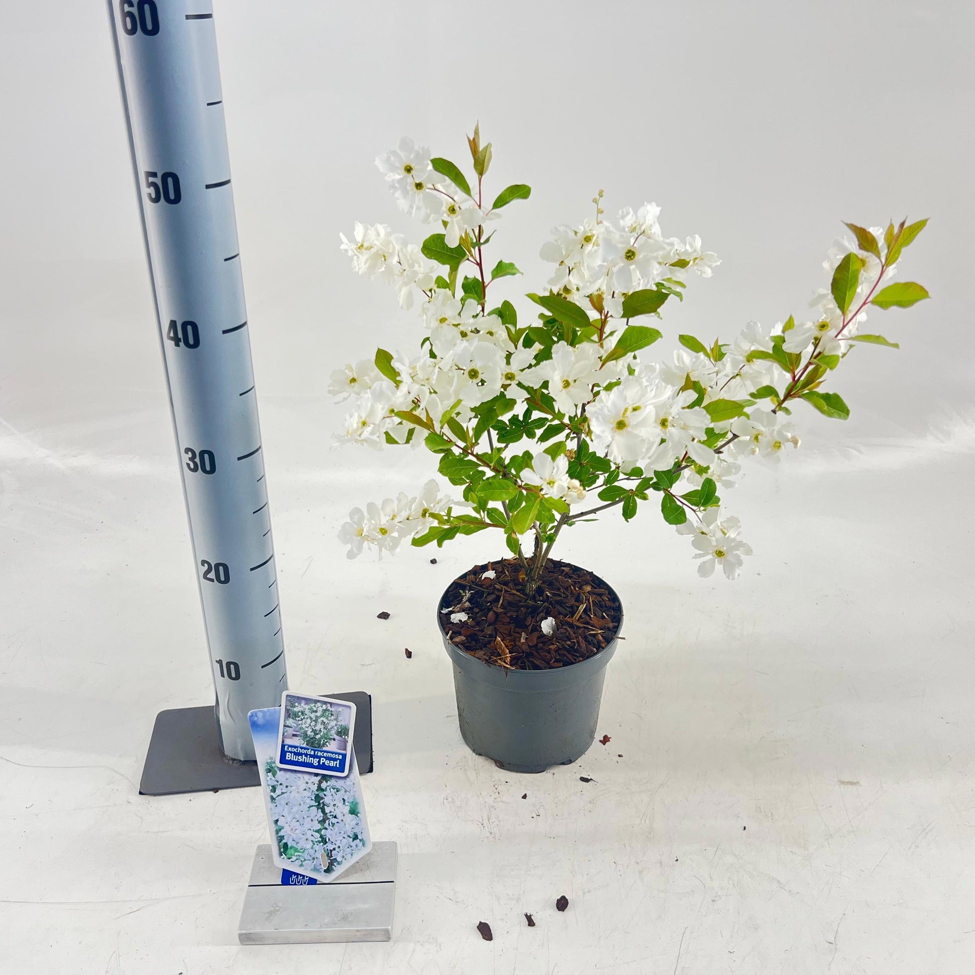 Exochorda racemosa 30cm 17cm Pot