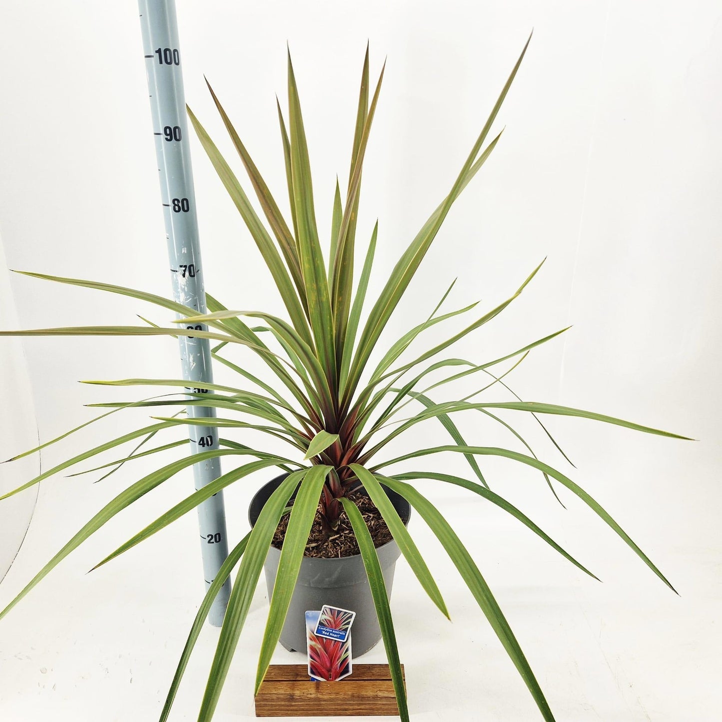 Cordyline 100cm 32cm Pot