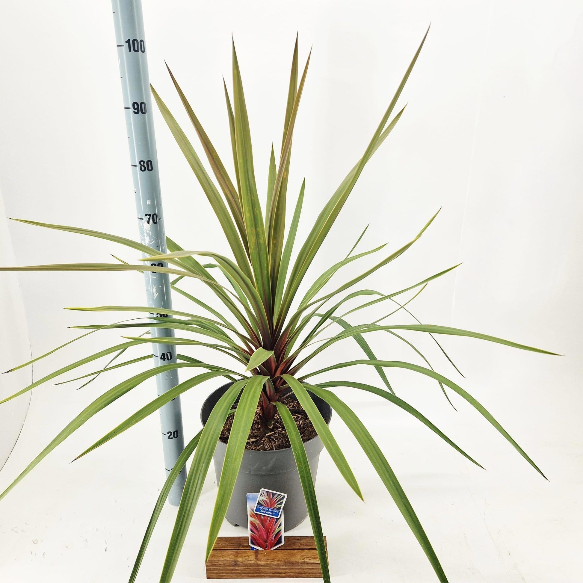 Cordyline 100cm 32cm Pot