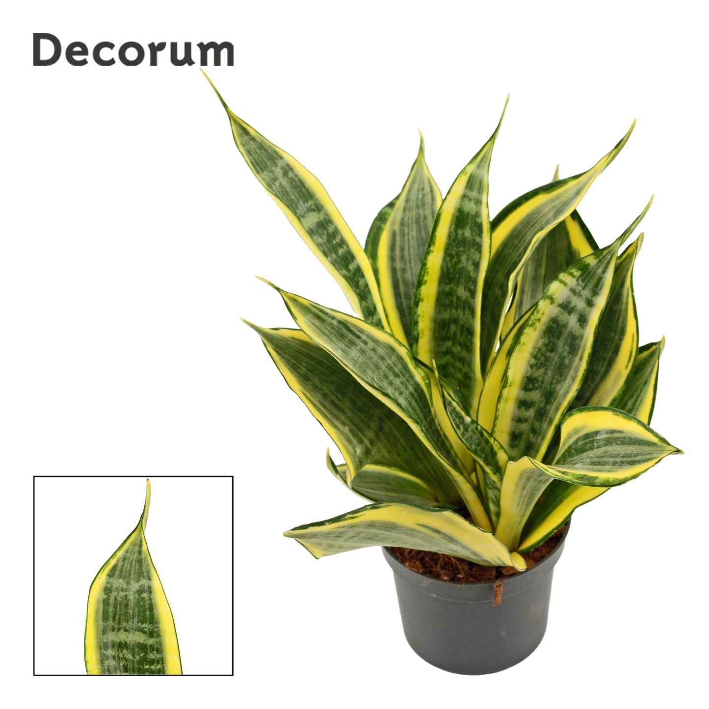 Sansevieria trifasciata 22cm 9cm Pot