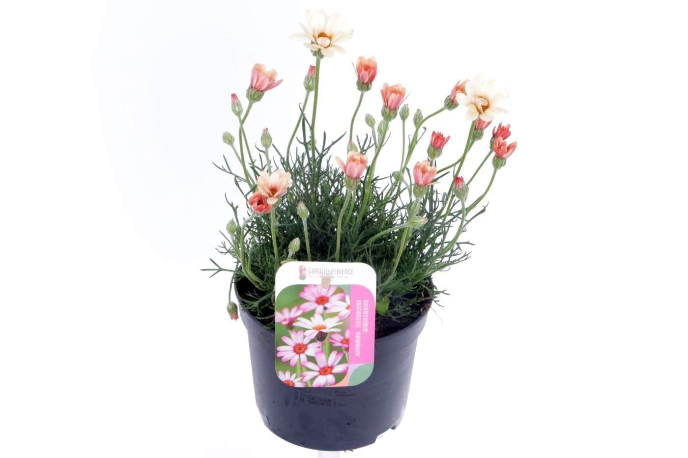 Rhodanthemum Fruehlingsflirt 30cm 13cm Pot