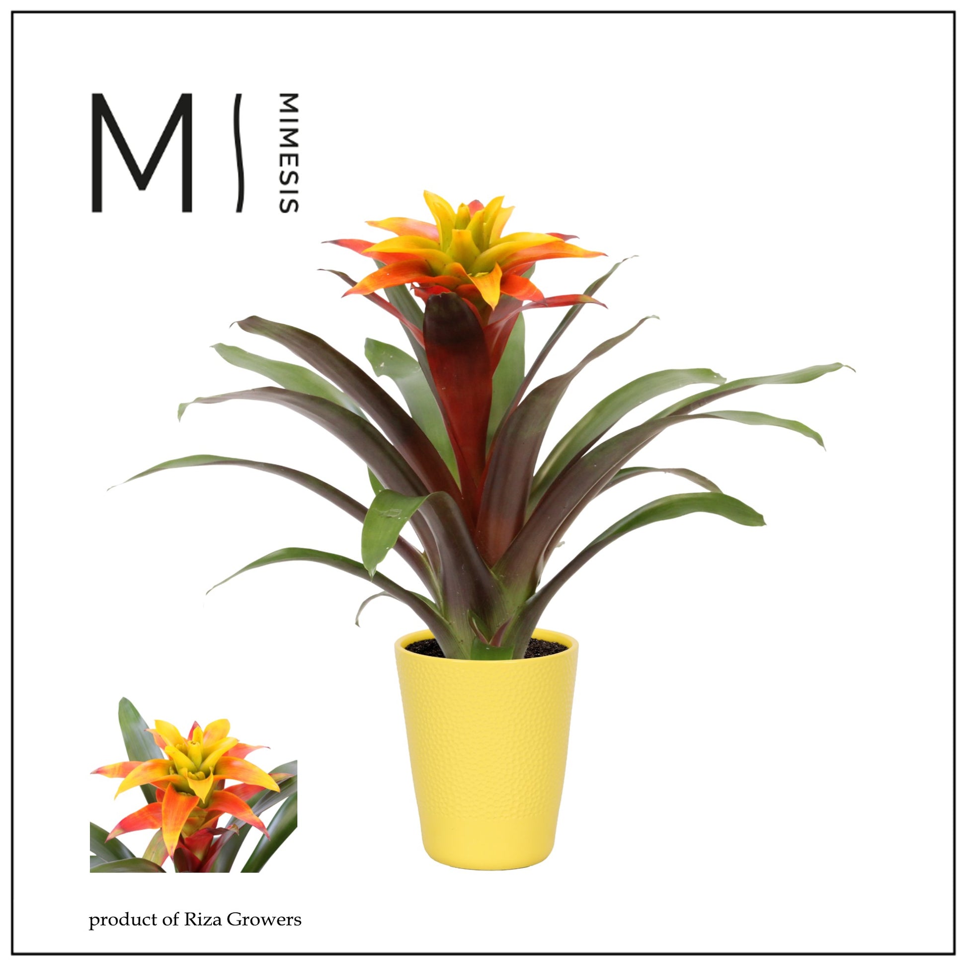 Riza Bromelia Specialist Guzmania Fiero Yellow Pack of 6