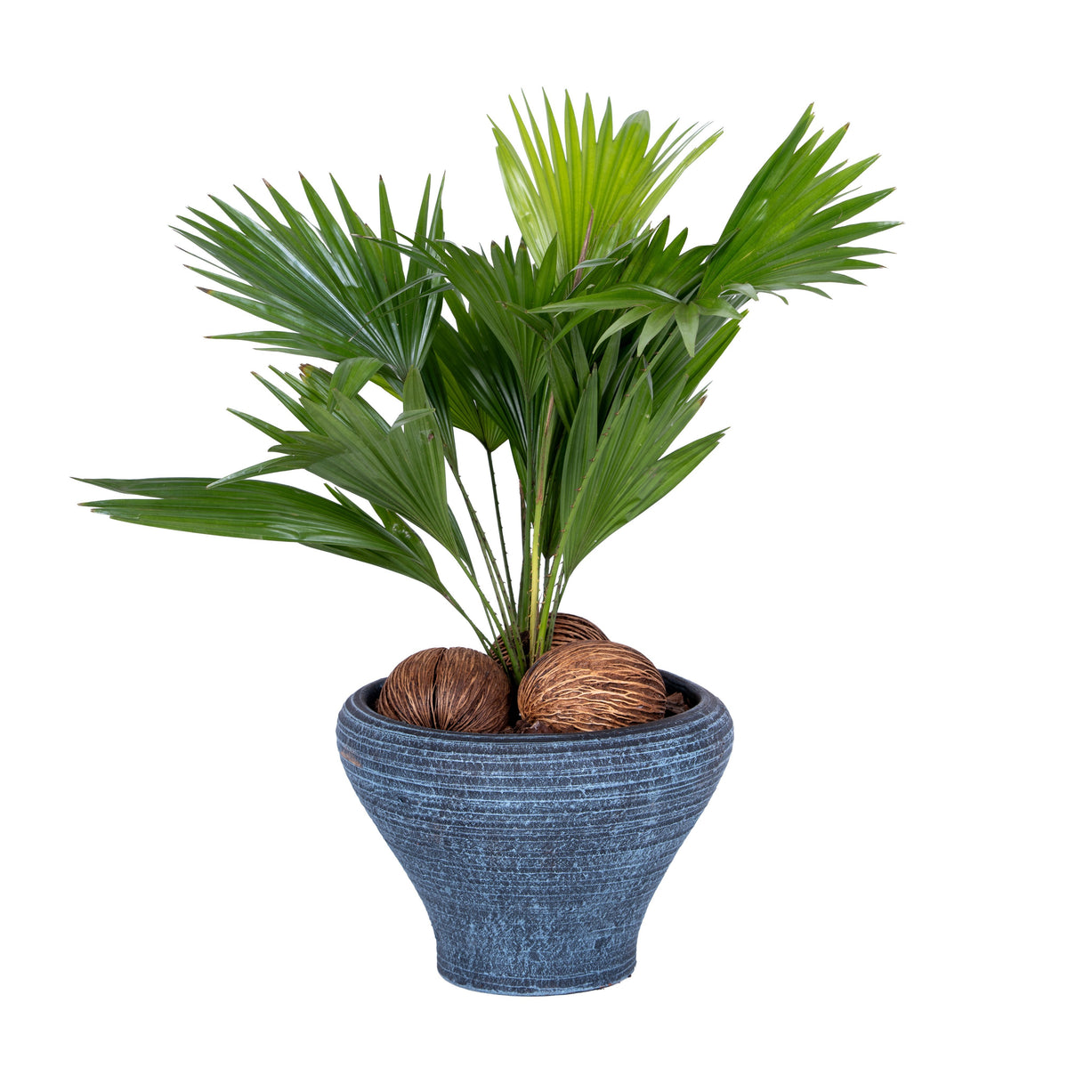Livistona rotundifolia 50cm 26cm Pot