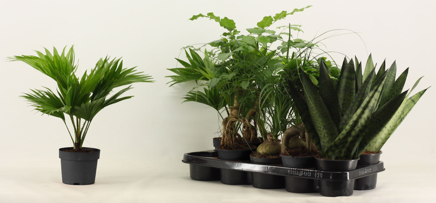 Foliage houseplants mix 35cm 12cm Pot
