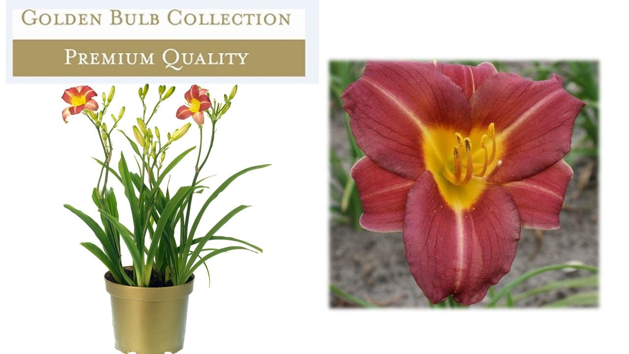 Hemerocallis red 45cm 17cm Pot