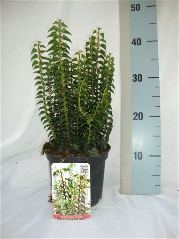 Hedera helix Erecta (O) 17cm Pot