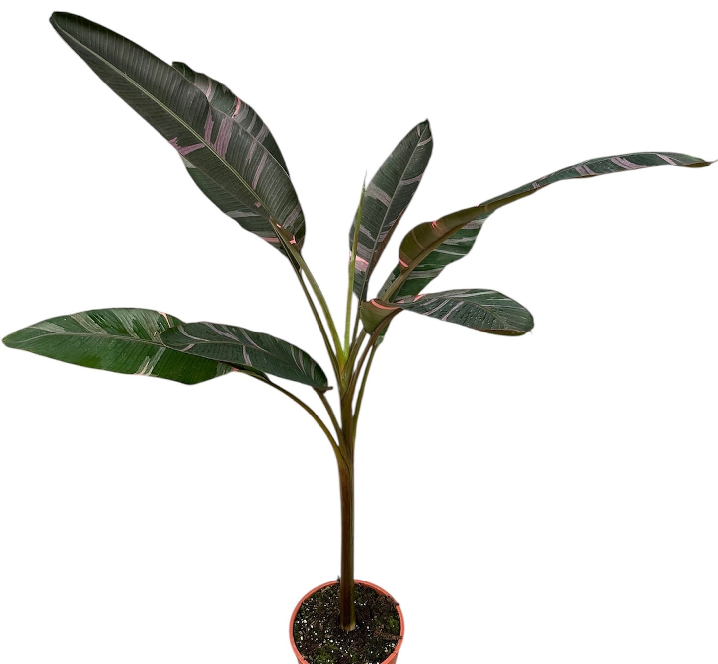 Musa basjoo (Banana) 180cm 27cm Pot
