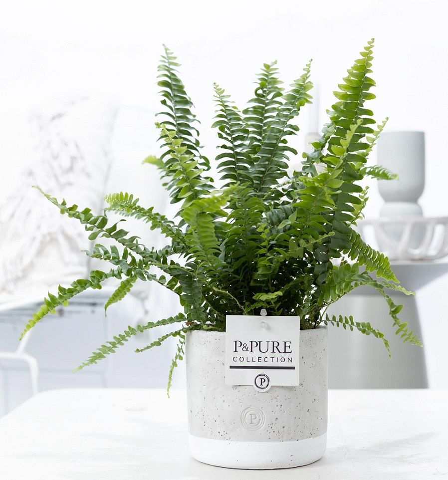 Nephrolepis Green Lady 35cm 12cm Pot