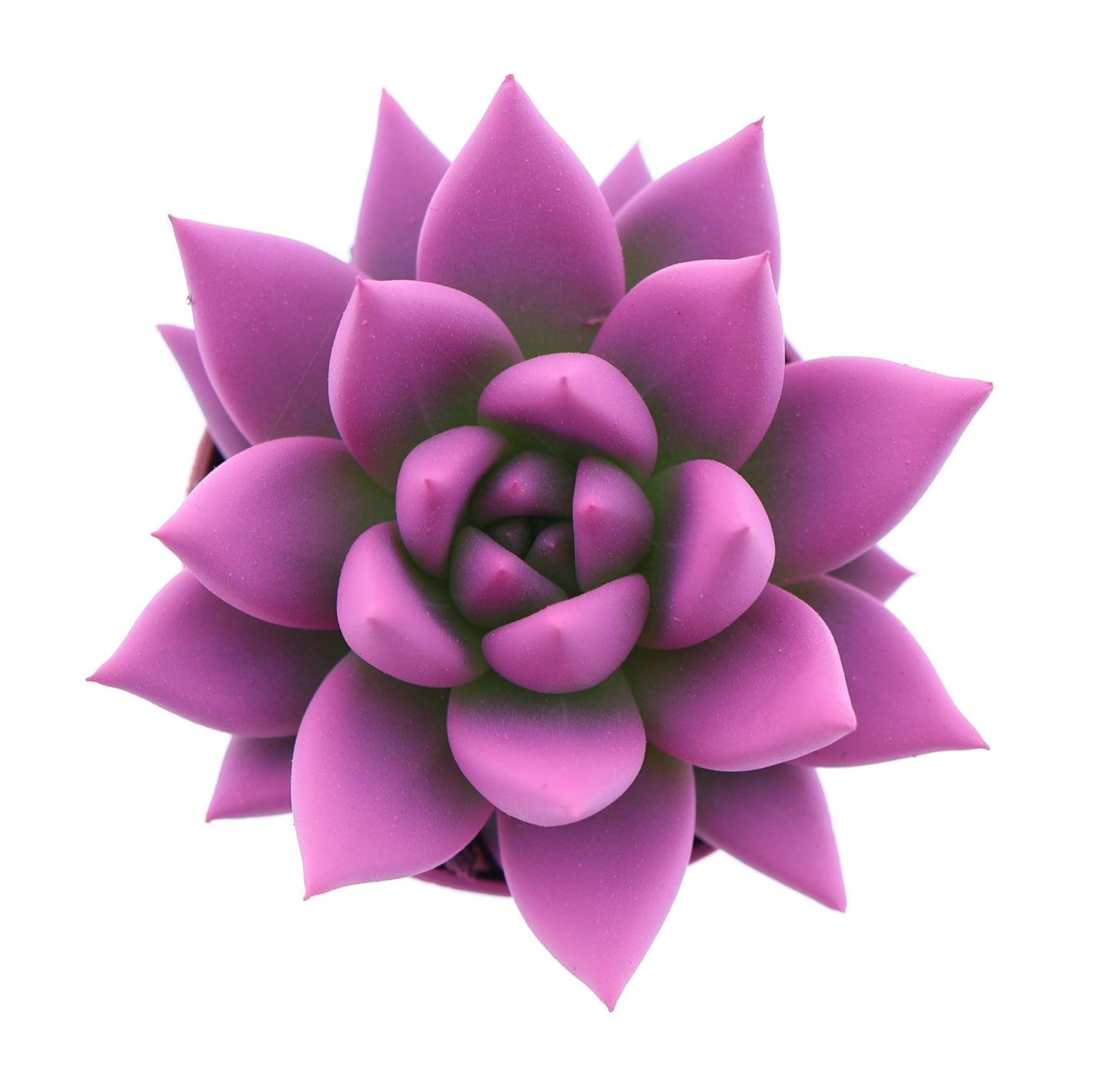 Rainbow cerise 246 8cm 5.5cm Pot