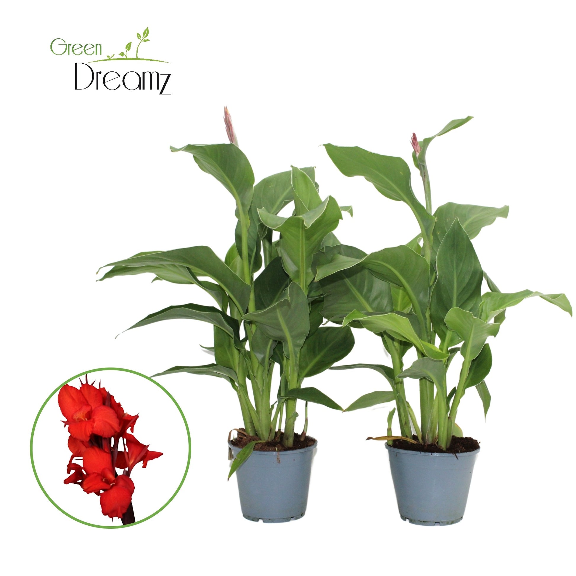 Canna Kreta 50cm 14cm Pot