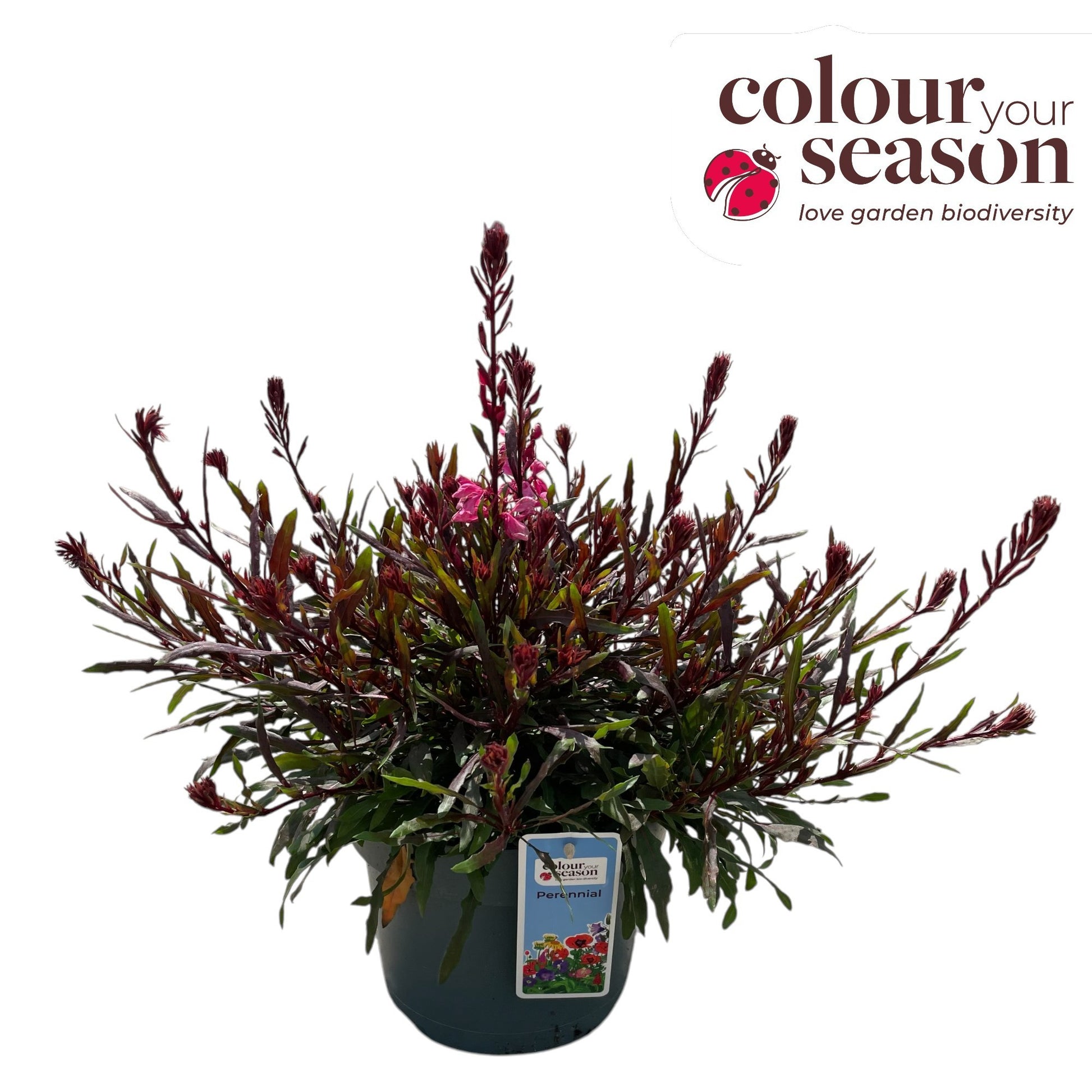 Gaura Gaudi Rose 35cm 19cm Pot