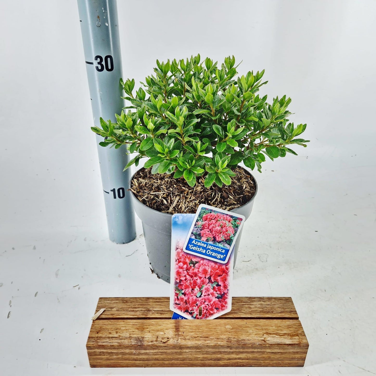 Rhododendron Geisha Orange 30cm 19cm Pot