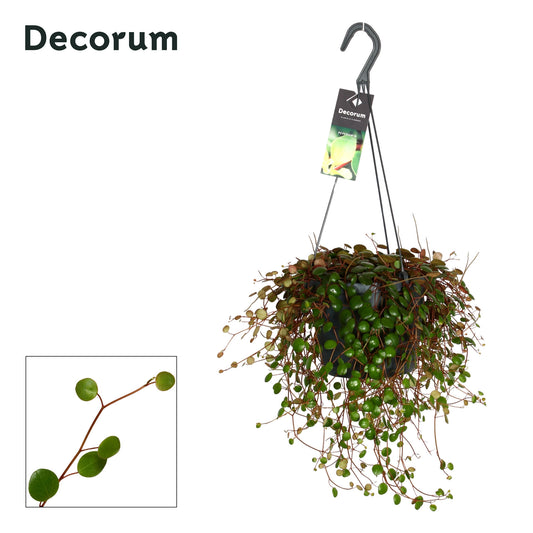 Peperomia Pepperspot 30cm 17cm Pot