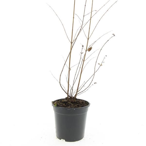 Symphoricarpos door. Magic Berry 10cm 14cm Pot