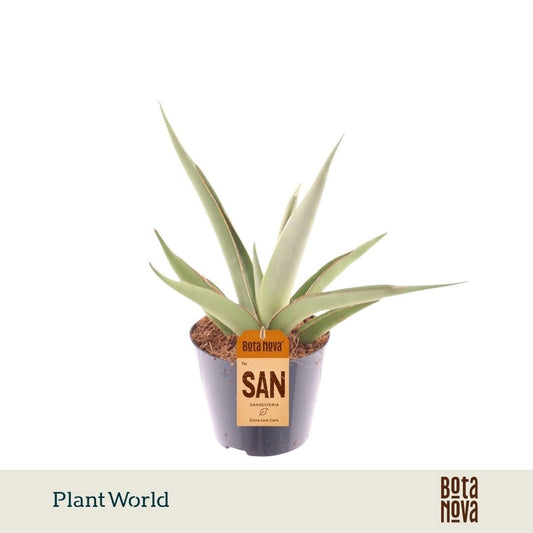 Sansevieria 20cm 8.5cm Pot