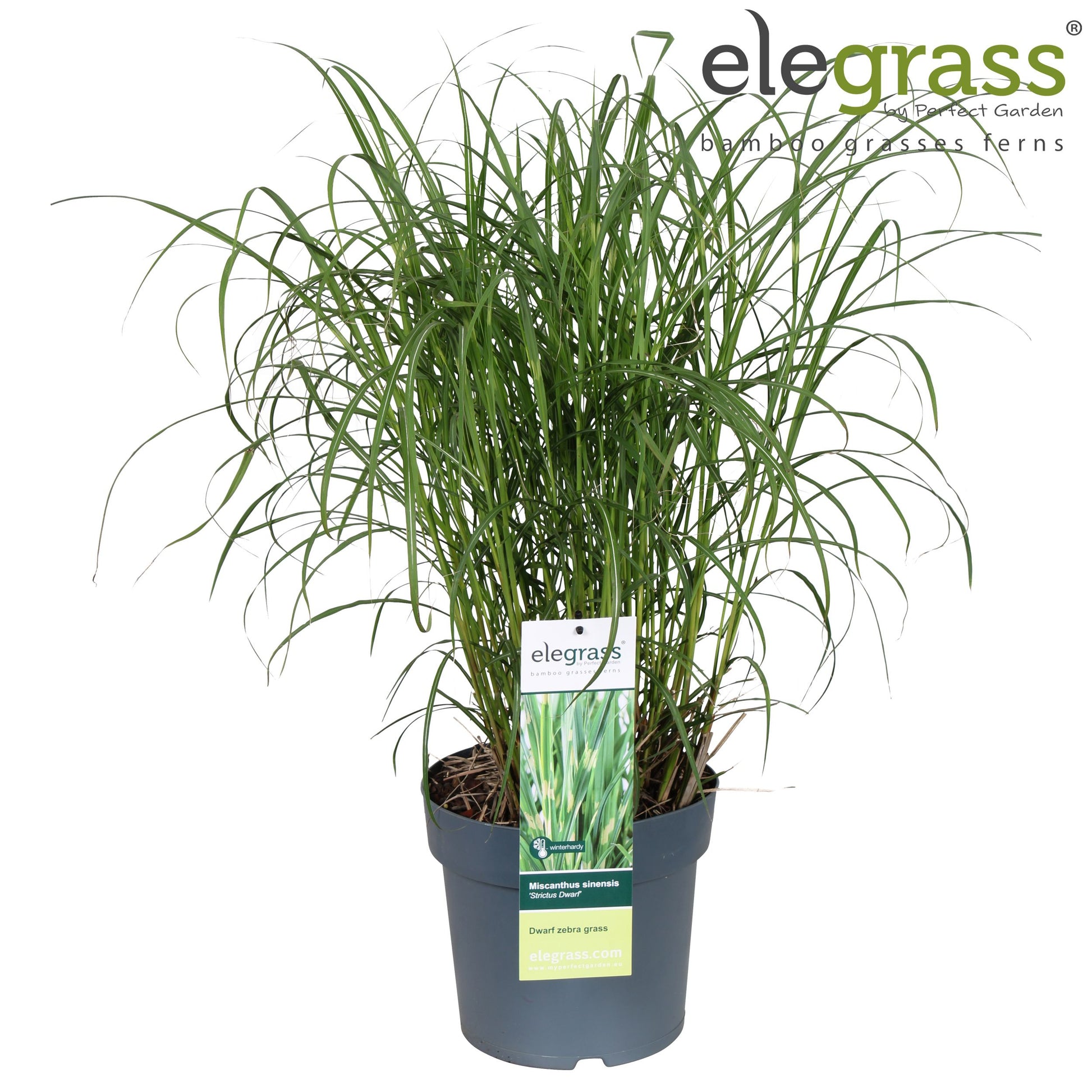 Miscanthus sin. Strictus 70cm 23cm Pot