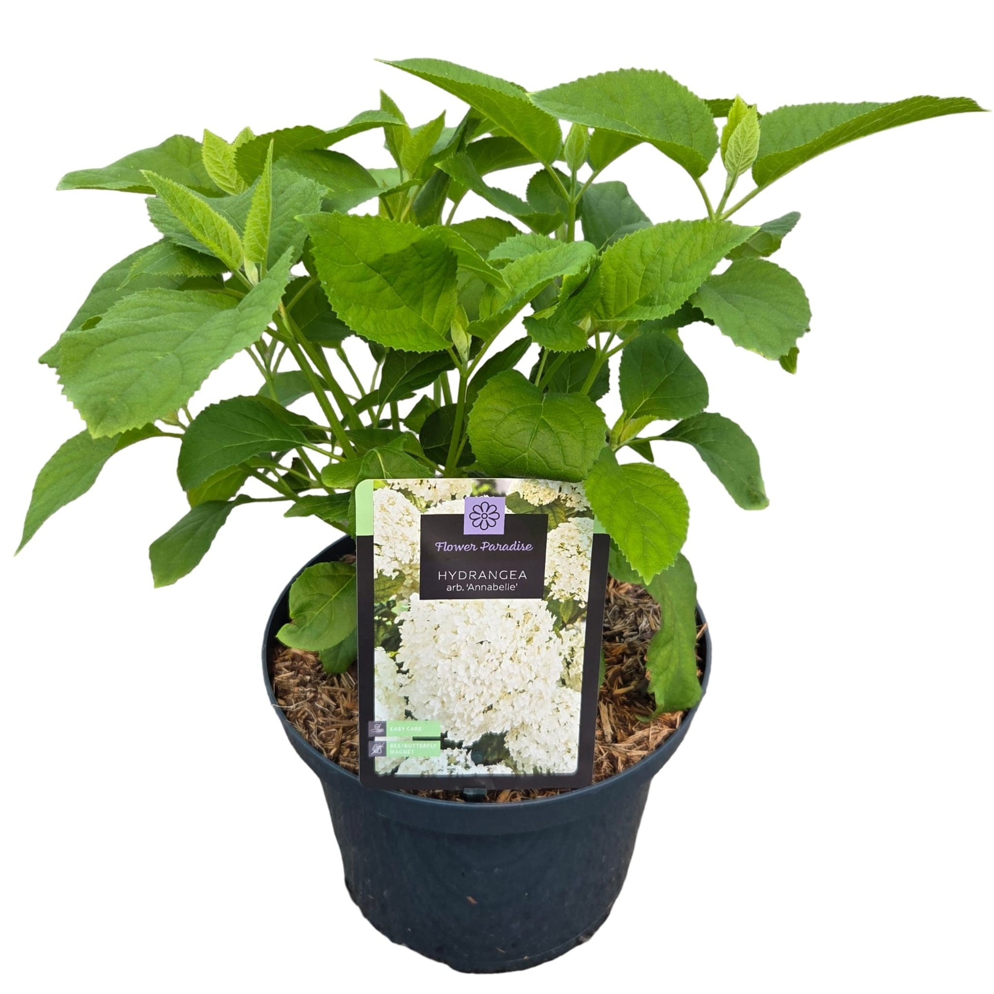 Hydrangea Annabelle 50cm 23cm Pot