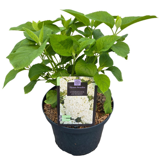 Hydrangea Annabelle 50cm 23cm Pot