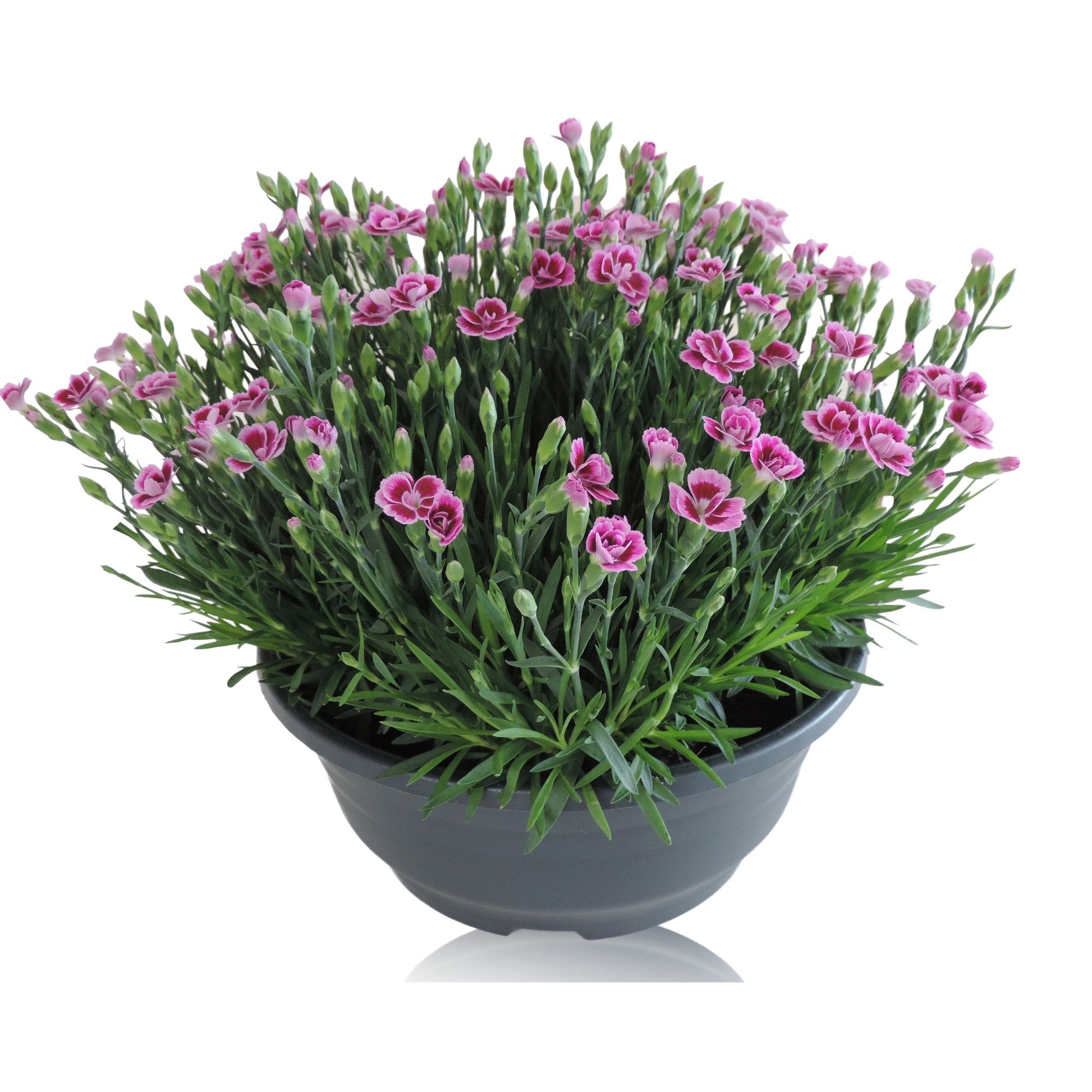 Dianthus Pink Kisses 25cm 23cm Pot