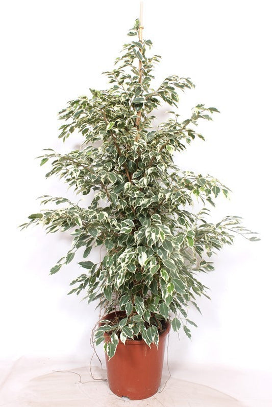 Ficus benjimina Twilight 135cm 27cm Pot