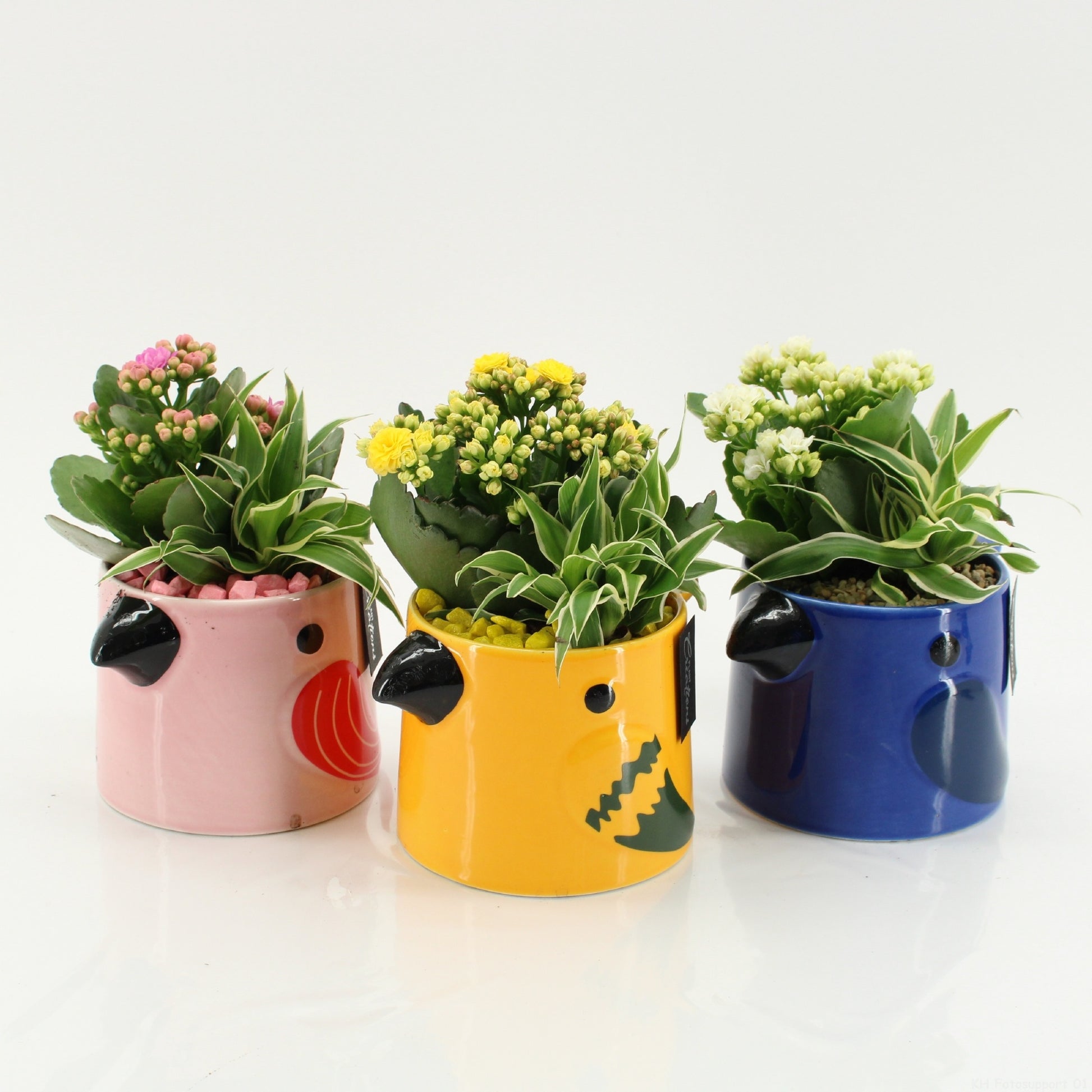 SECR-2609 Summer Essentials Colors 20cm 14cm Pot