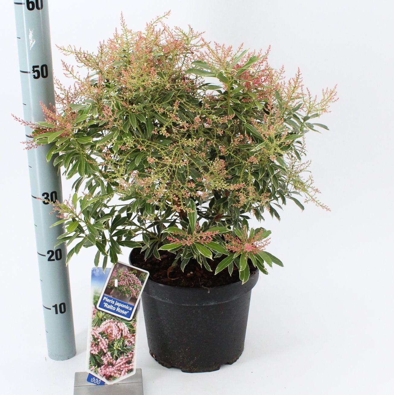 Pieris japonica Ralto Rose 45cm 23cm Pot