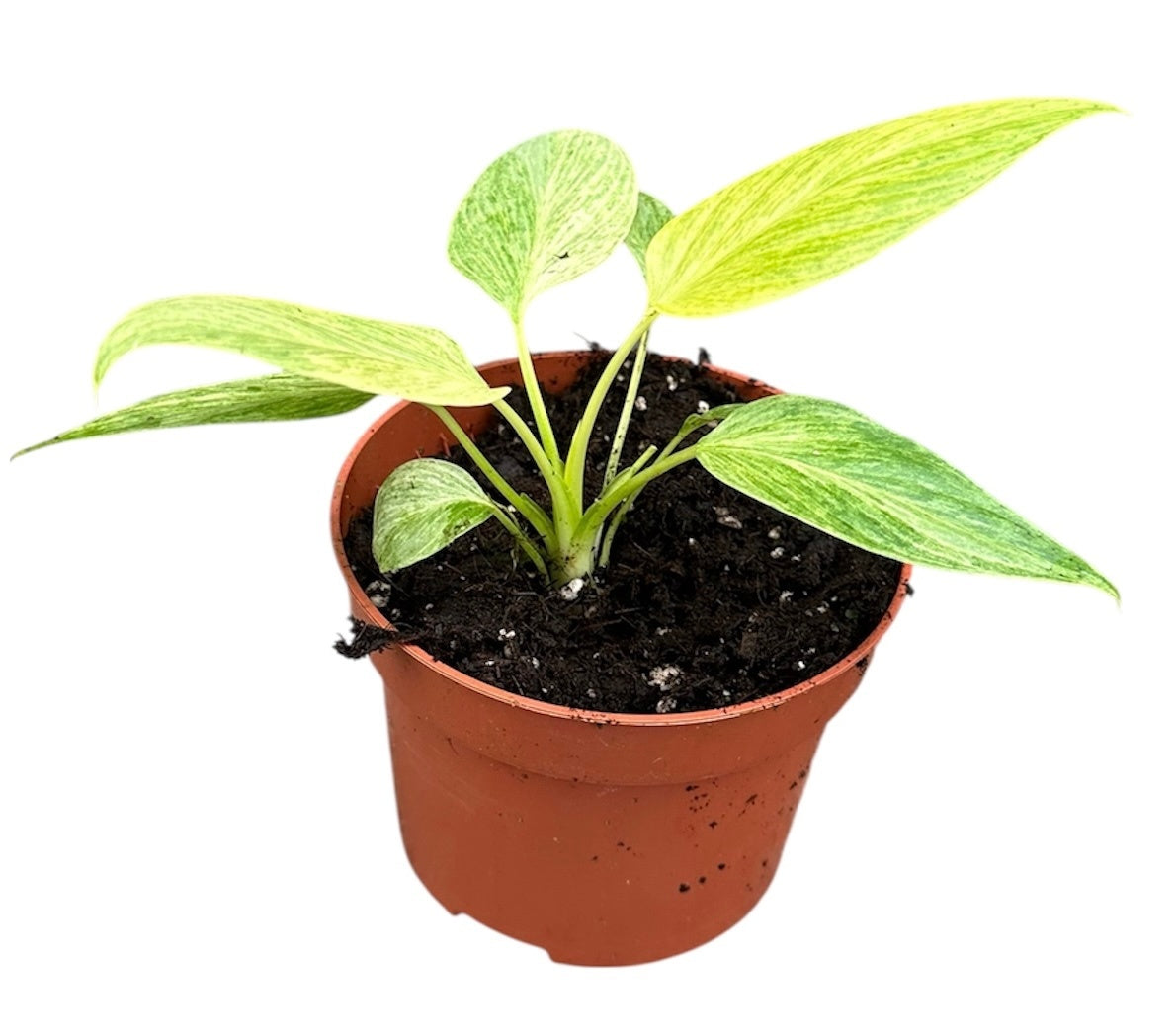 Homalomena wal. Camouflage 15cm 10.5cm Pot