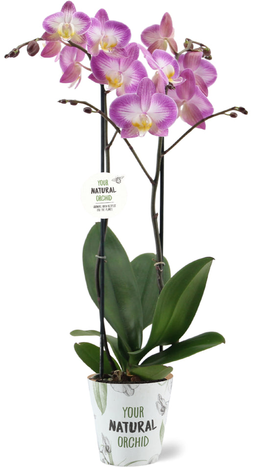 Phalaenopsis Sunca Split 60cm 12cm Pot