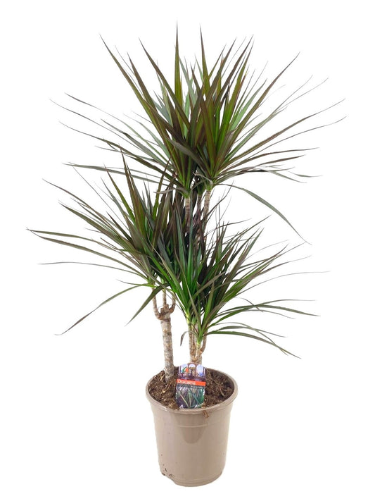 Dracaena Magenta 45-30-15 90cm 21cm Pot