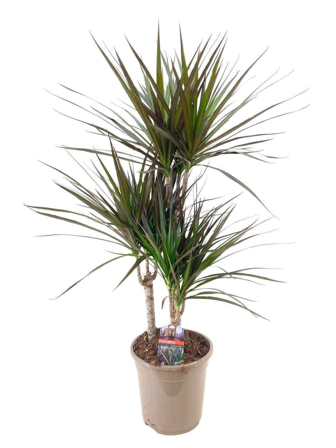Dracaena Magenta 90cm 21cm Pot