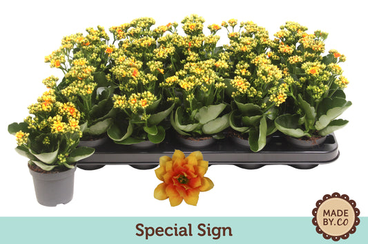 Kalanchoe Signal Yellow-Red 19cm 9cm Pot