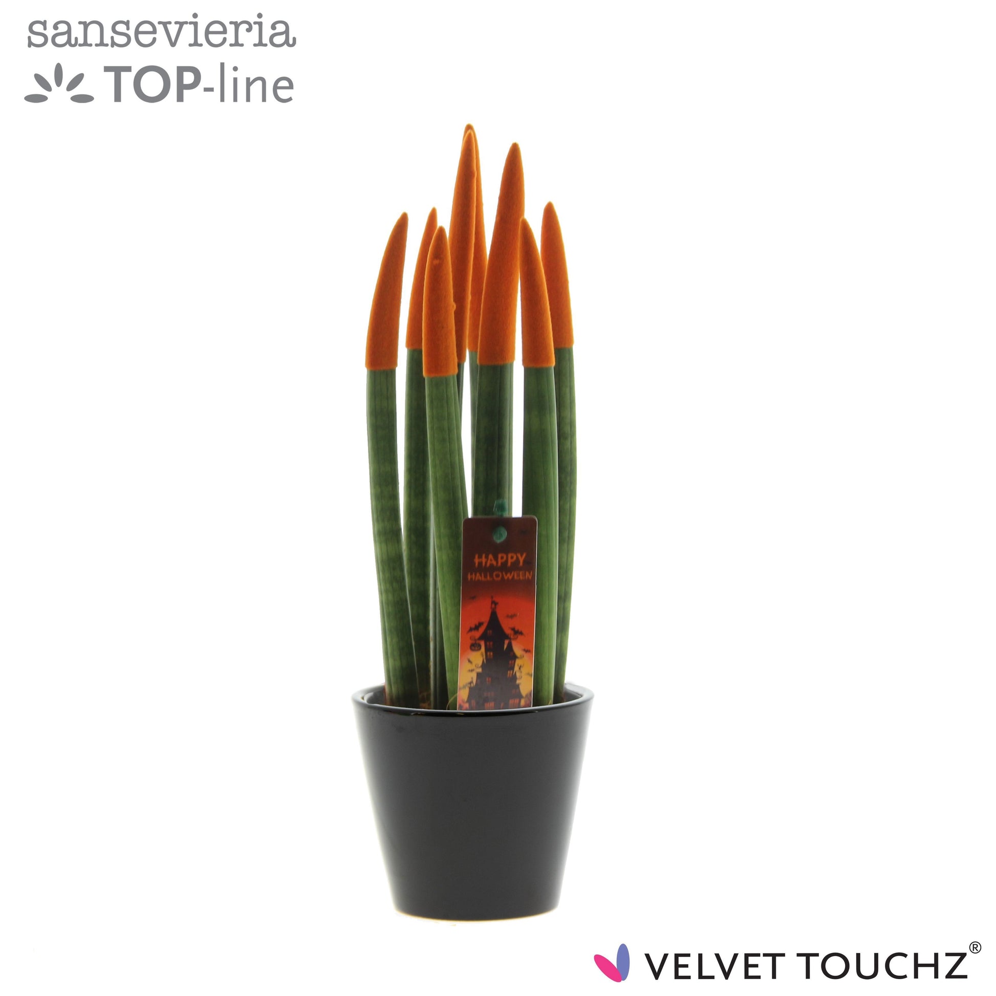 Sansevieria cylindrica 30cm 8.5cm Pot