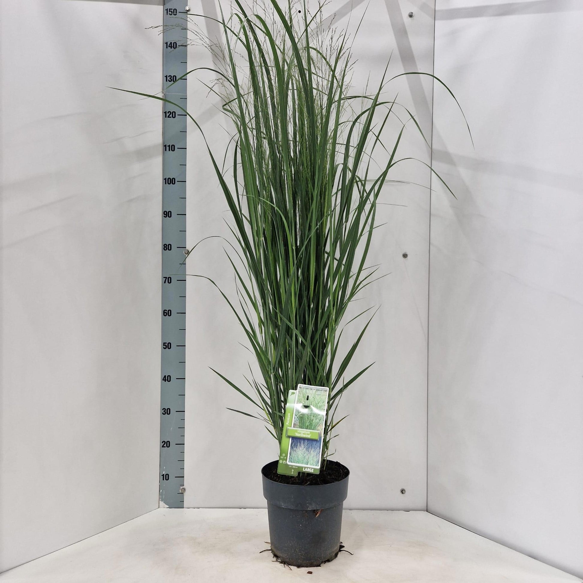 Panicum virgatum 150cm 23cm Pot