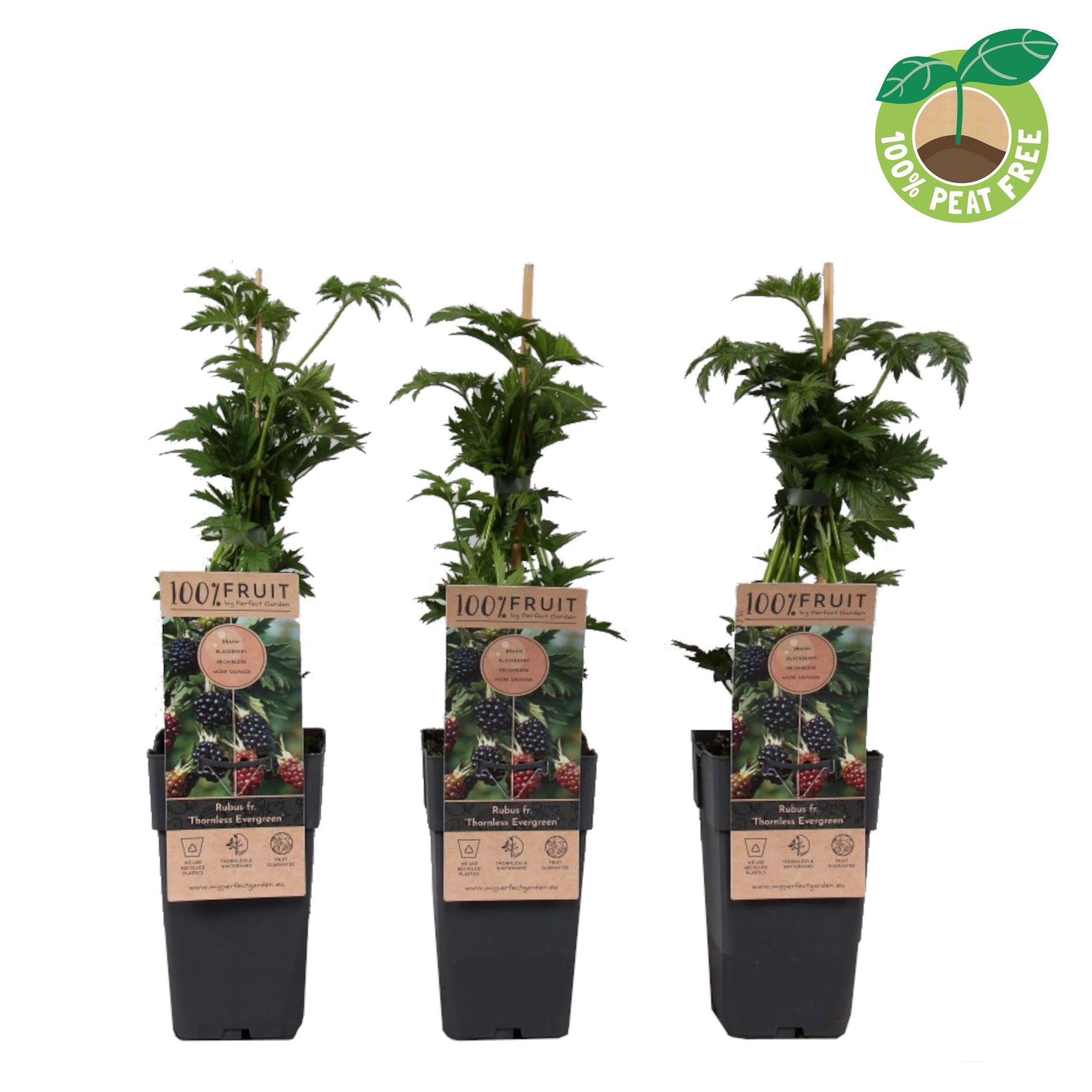 Streng Growers B.V. Rubus ("Blackberry") Thornless Evergreen Pack of 10