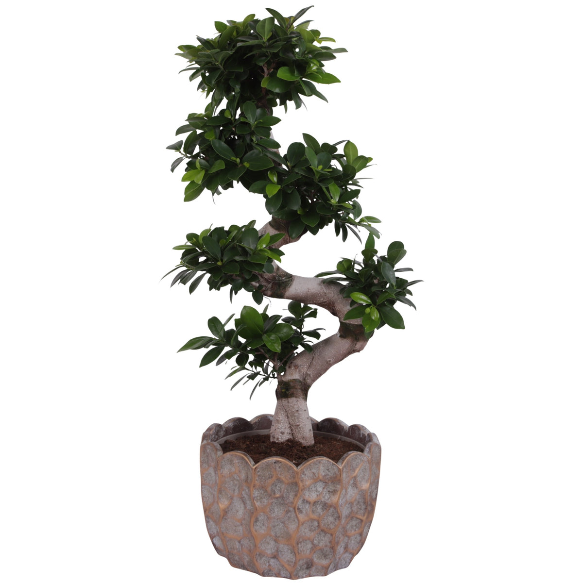 Ficus Ginseng 80cm 28cm Pot