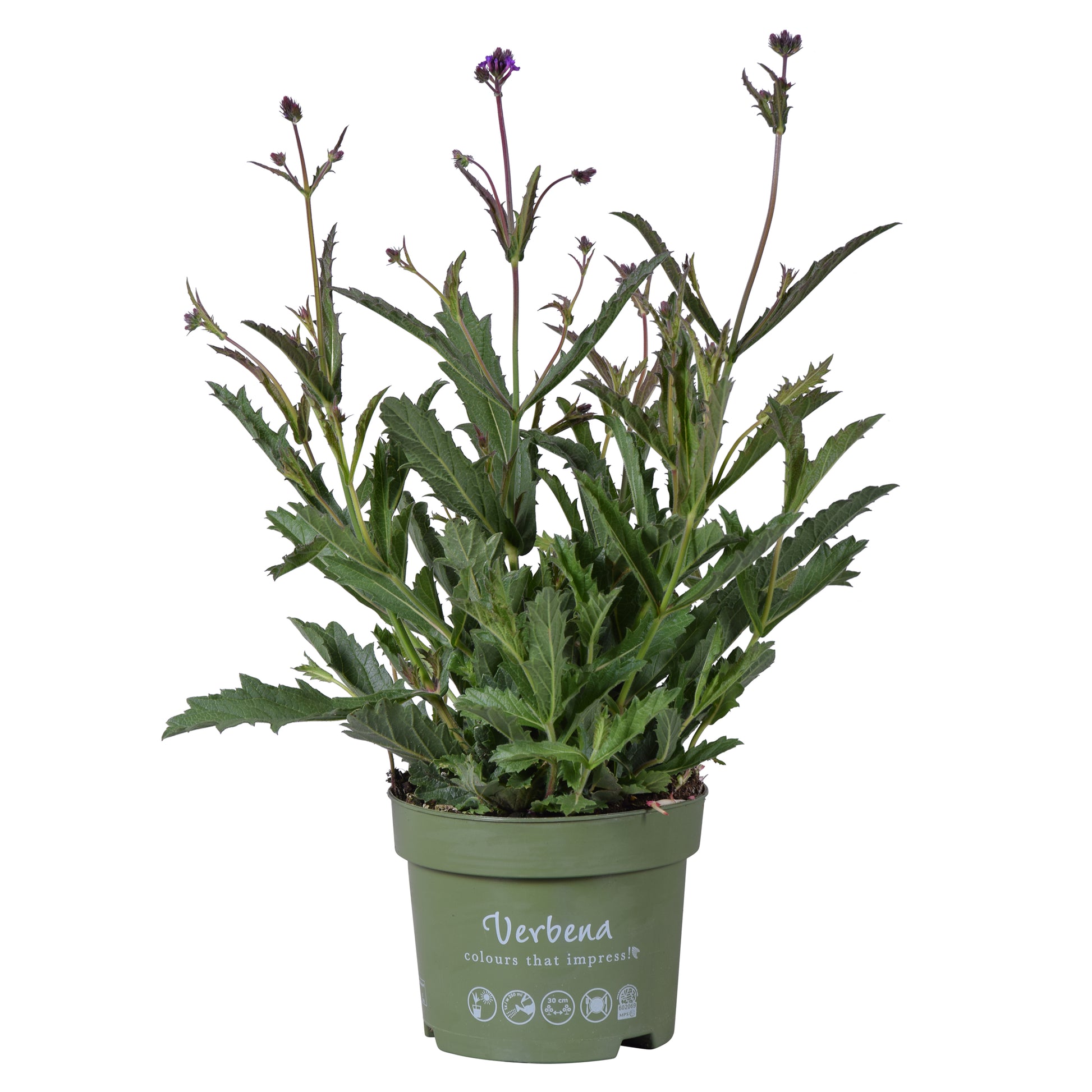 Verbena rigida 35cm 17cm Pot