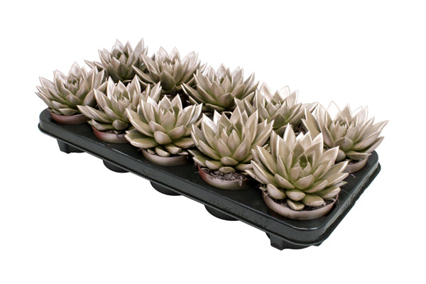 Echeveria col. metallic champagne 13cm 510cm Pot
