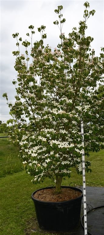 Cornus kousa Milky Way 300cm 90cm Pot