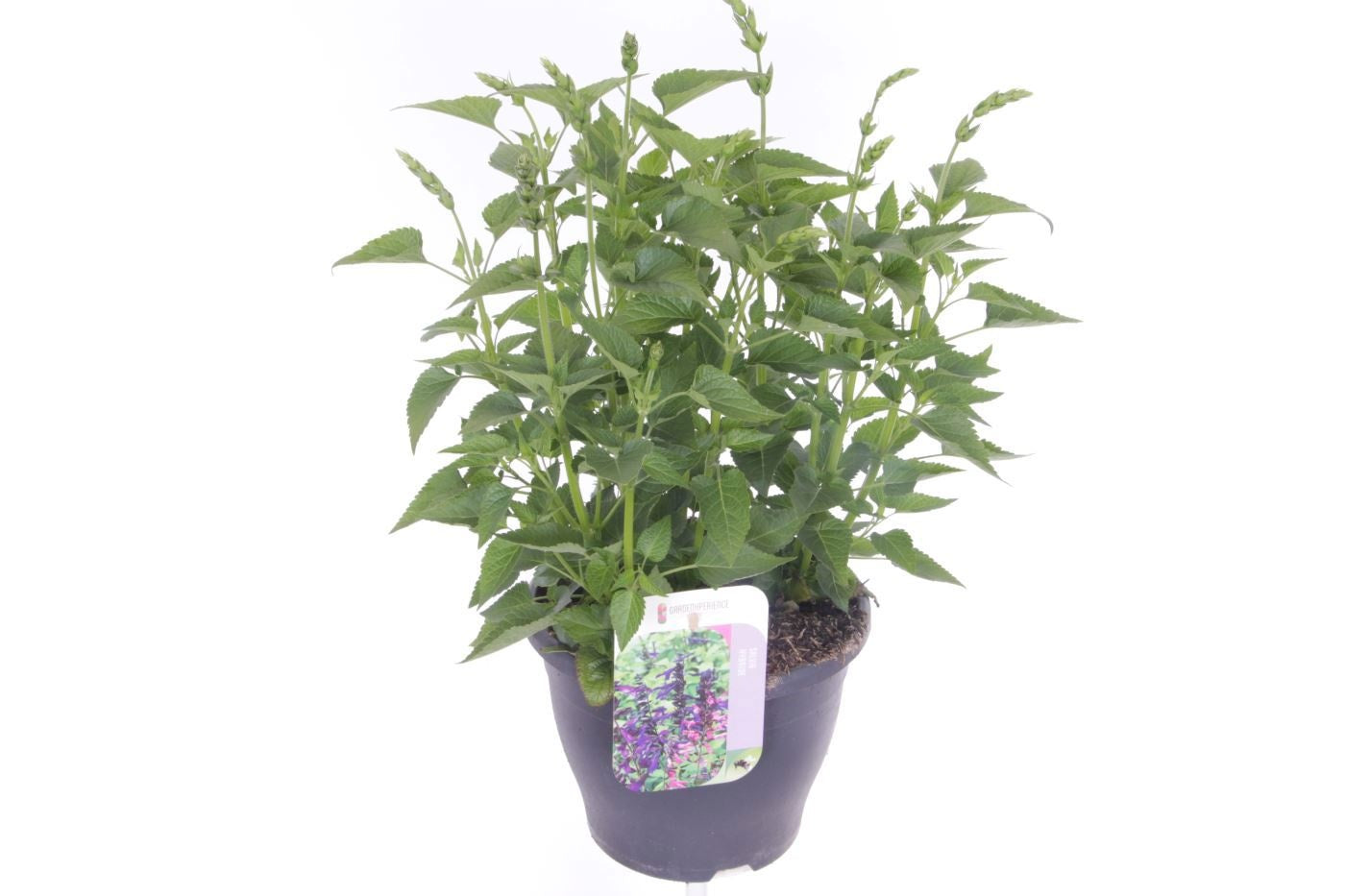 Salvia Salgoon mix 55cm 23cm Pot