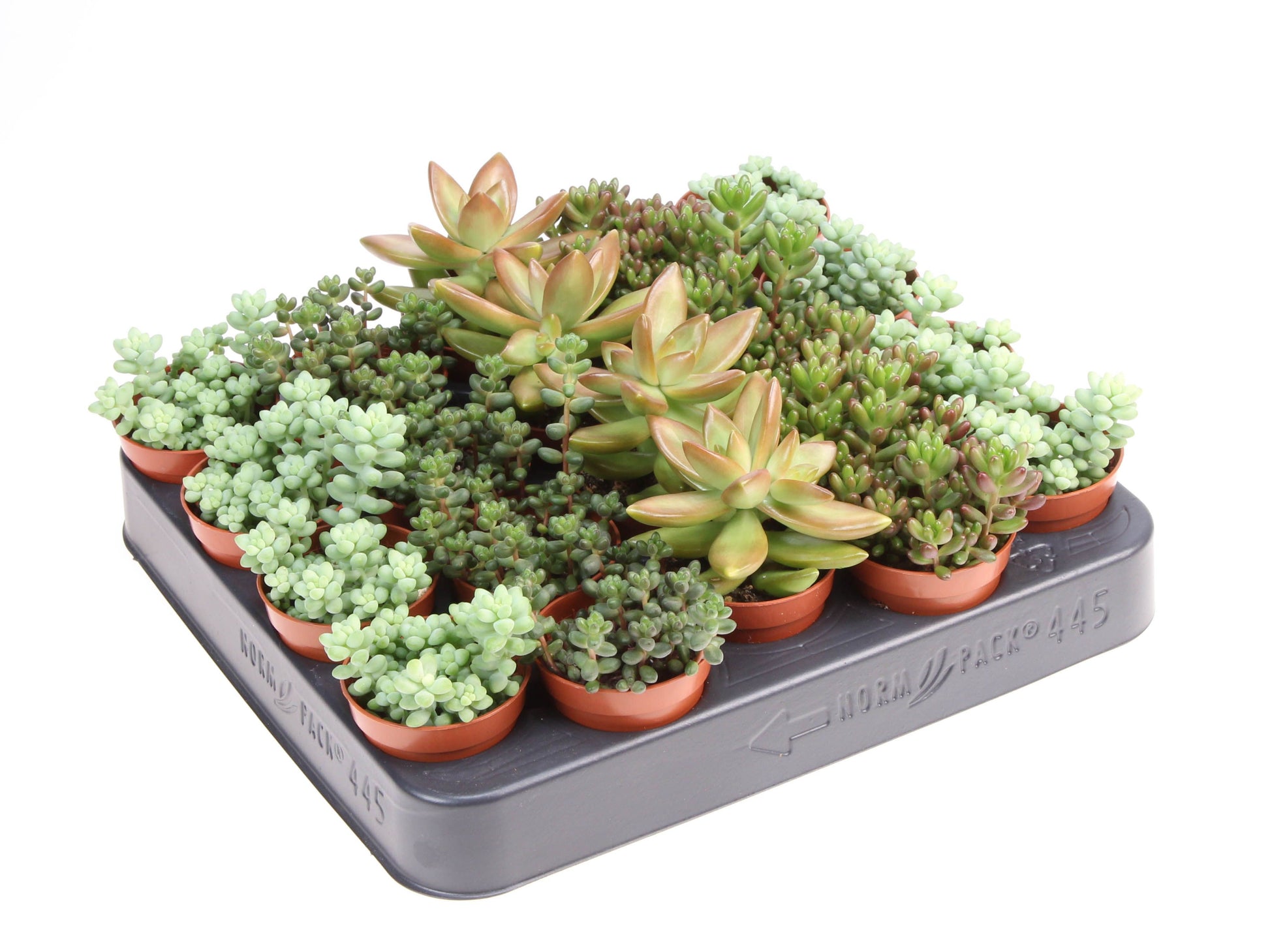 Sedum album 8cm 5.5cm Pot