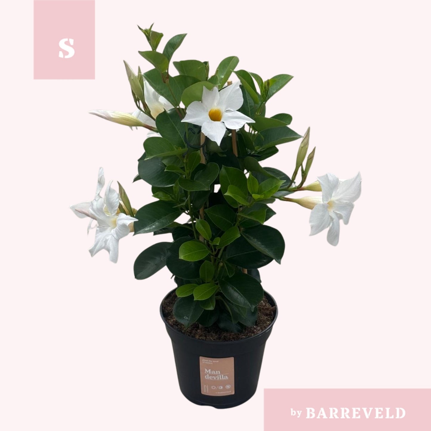 Mandevilla White 45cm 14cm Pot