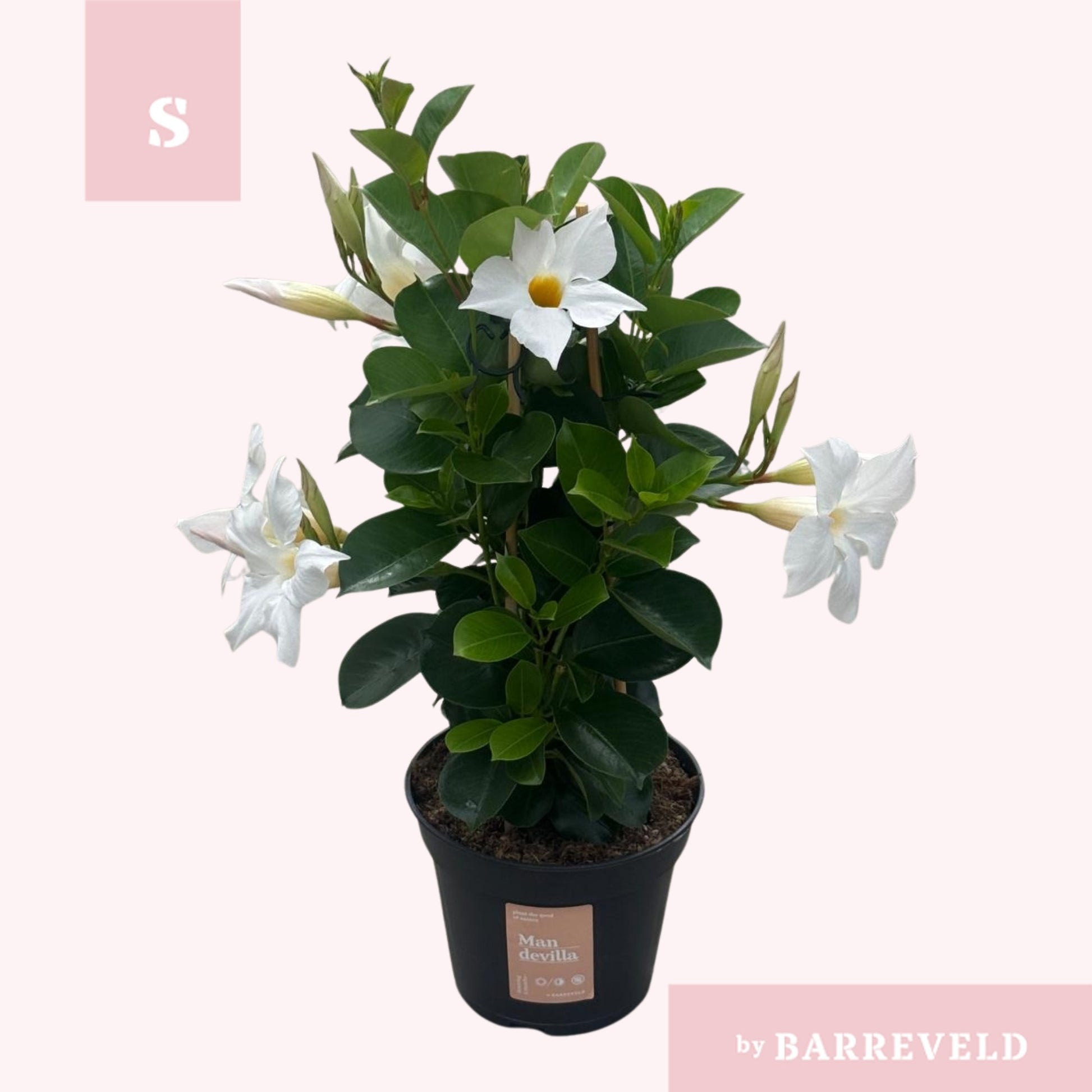 Mandevilla White 45cm 14cm Pot