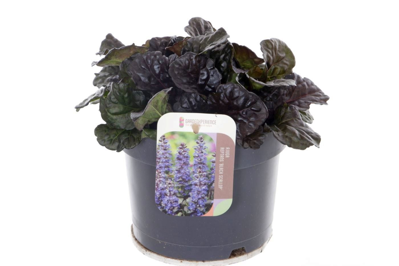 Ajuga reptans 20cm 17cm Pot