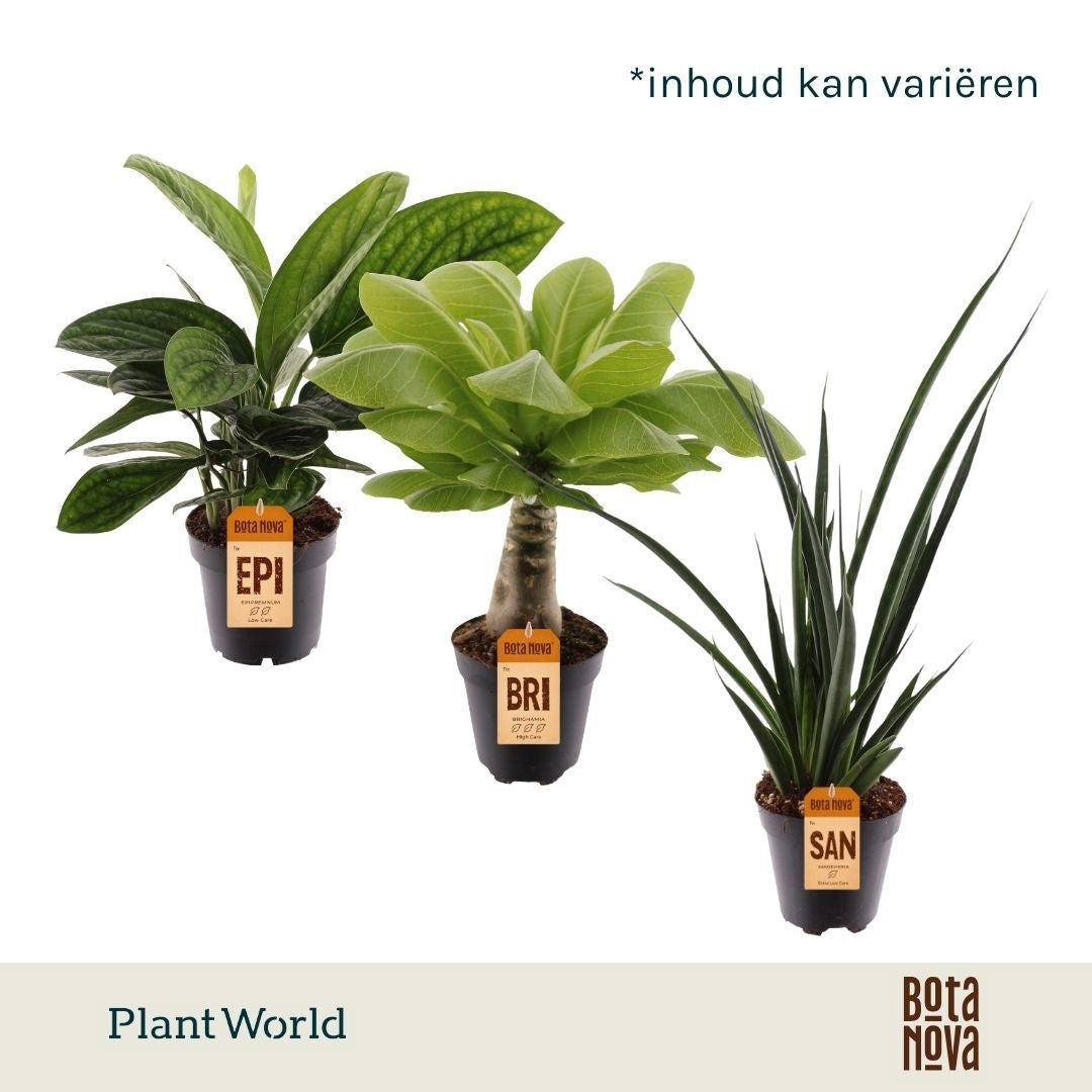 Foliage houseplants mix 30cm 12cm Pot