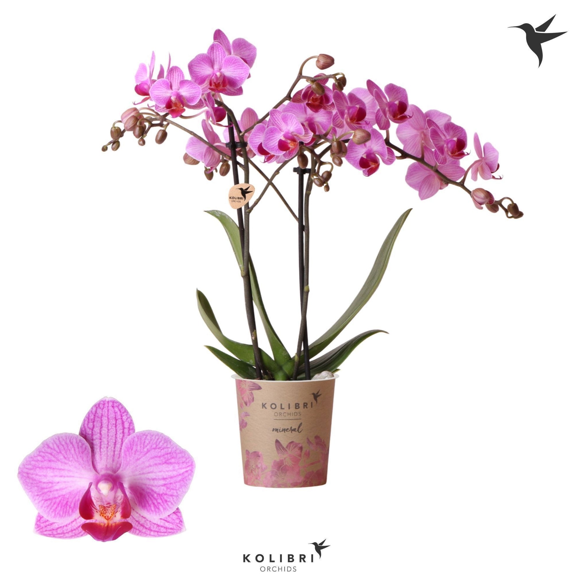 Phalaenopsis mf. Stuttgart 40cm 9cm Pot