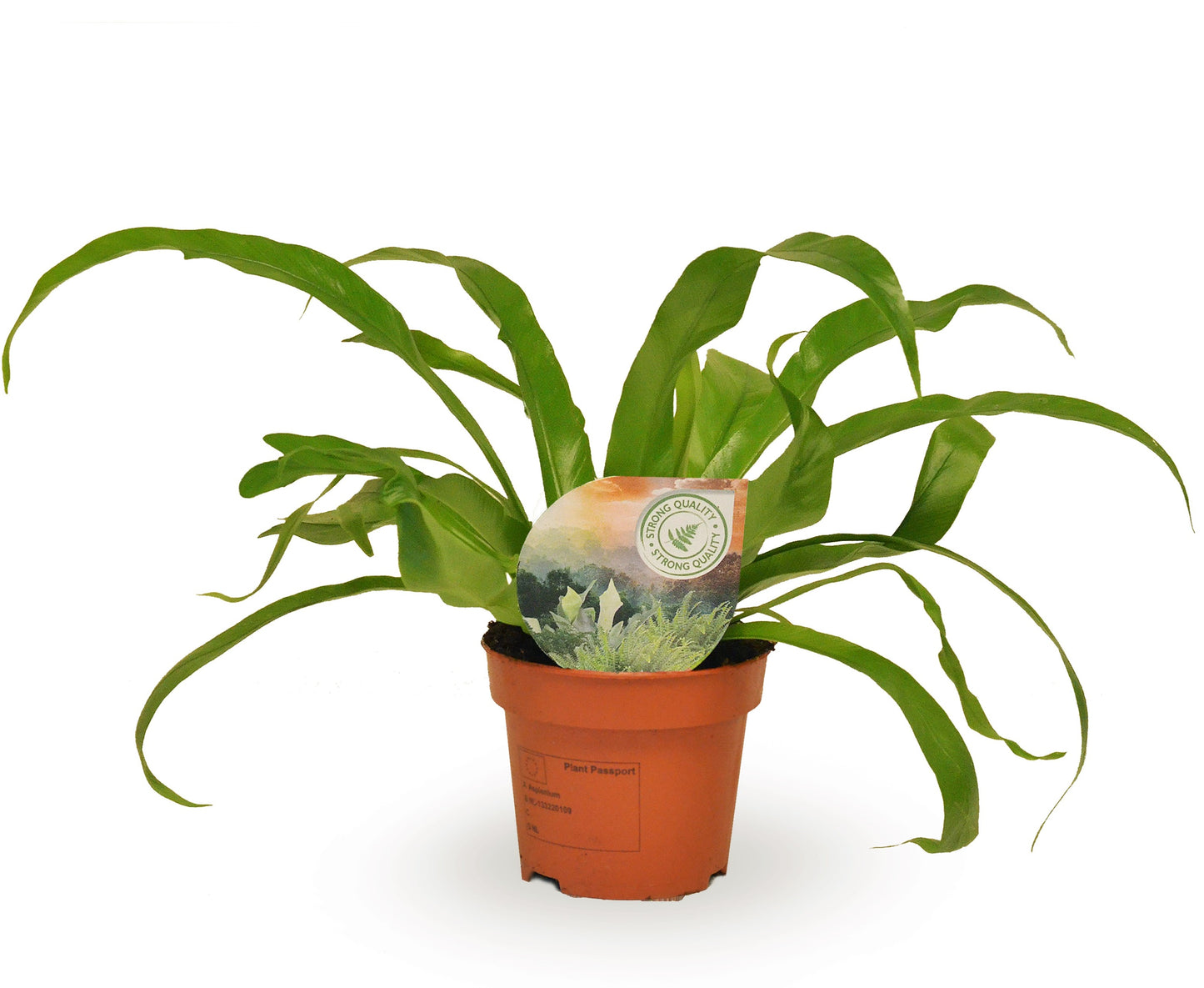 Asplenium antiquum 30cm 12cm Pot