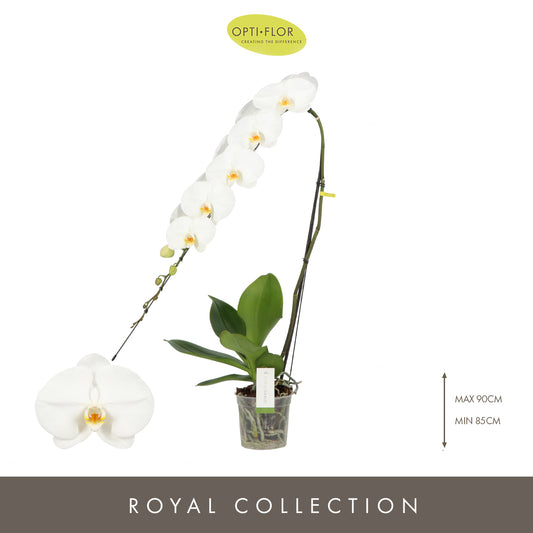 Phalaenopsis Formidablo white 80cm 15cm Pot